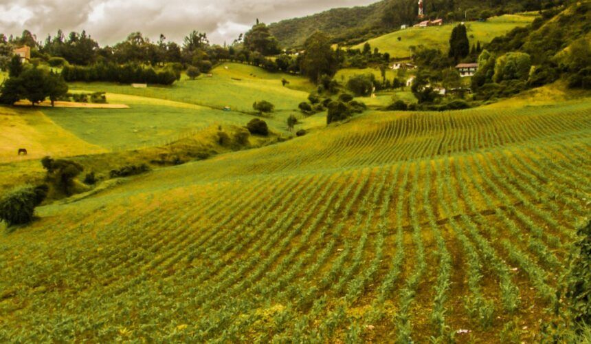 ¿Cómo preparar un terreno para la siembra? ¿Cómo preparar un terreno para la siembra?
