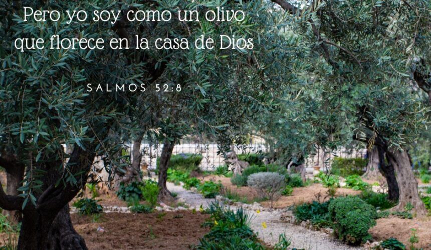 Plantados en la Casa de Dios Plantados en la Casa de Dios