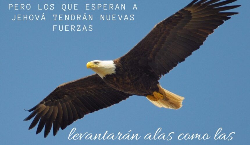 Como Las Águilas Como Las Águilas