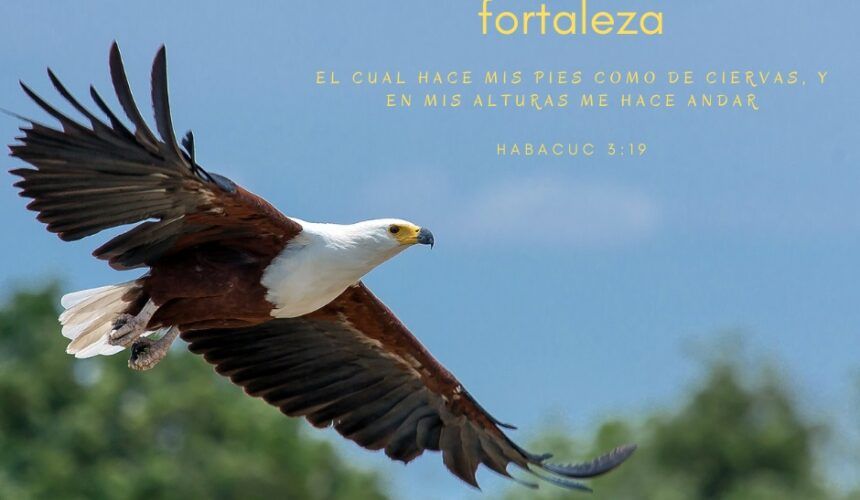 Elévate Sin Temor Elévate Sin Temor