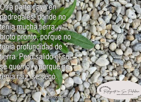 ¿Cómo preparar un terreno para la Siembra? Parte II ¿Cómo preparar un terreno para la Siembra? Parte II