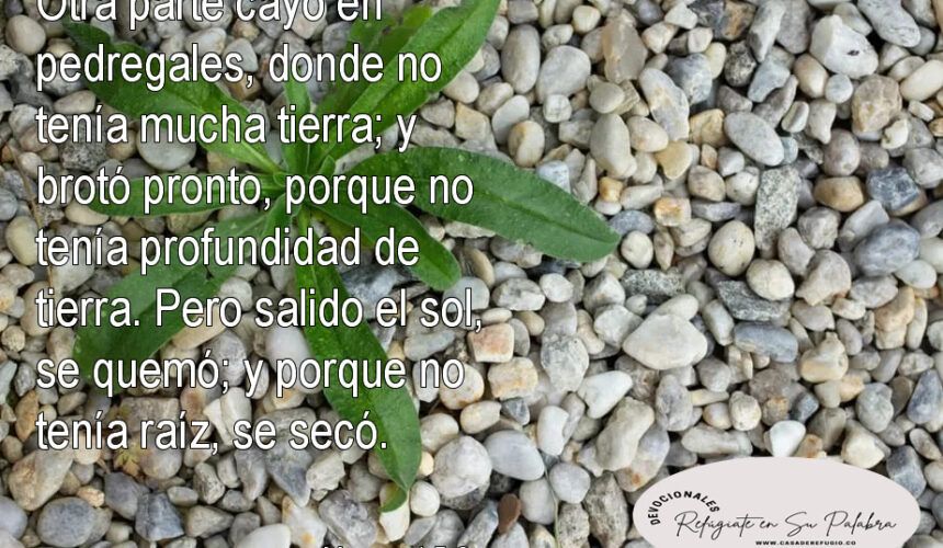¿Cómo preparar un terreno para la Siembra? Parte II ¿Cómo preparar un terreno para la Siembra? Parte II