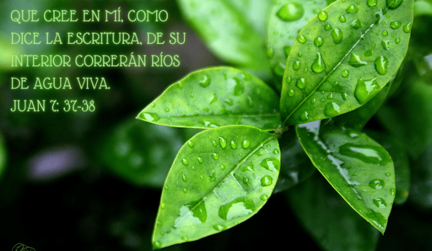 Lluvia Temprana y Tardía II Lluvia Temprana y Tardía II